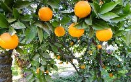 کاهش ۱۰ درصدی برداشت مرکبات در کهگیلویه و بویراحمد