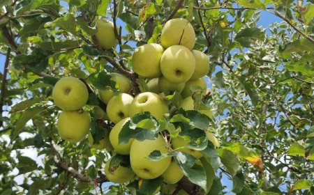 برداشت انگور و سیب درختی در شهرستان دنا  آغاز شد
