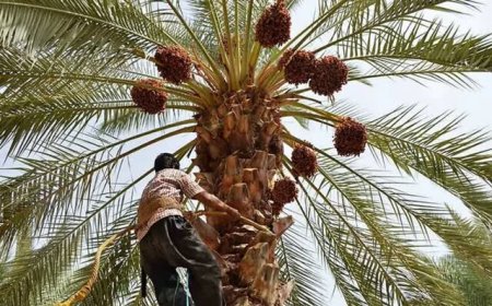 ۱۳۵۰ تن خرما از نخلستان‌های خرمشهر برداشت شد
