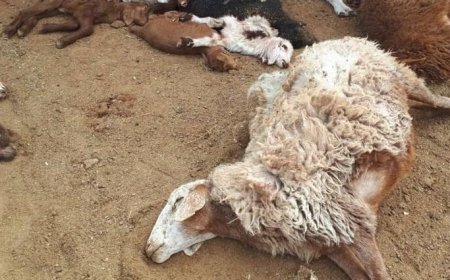 حمله خرس به دامها در منطقه کرک عشایری چرام