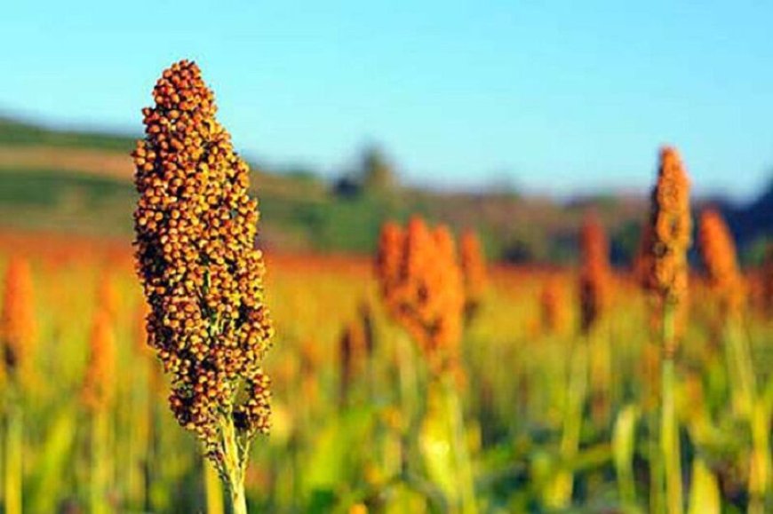 کشت سورگوم؛ راهکاری پایدار برای عبور از خشکسالی در خوزستان