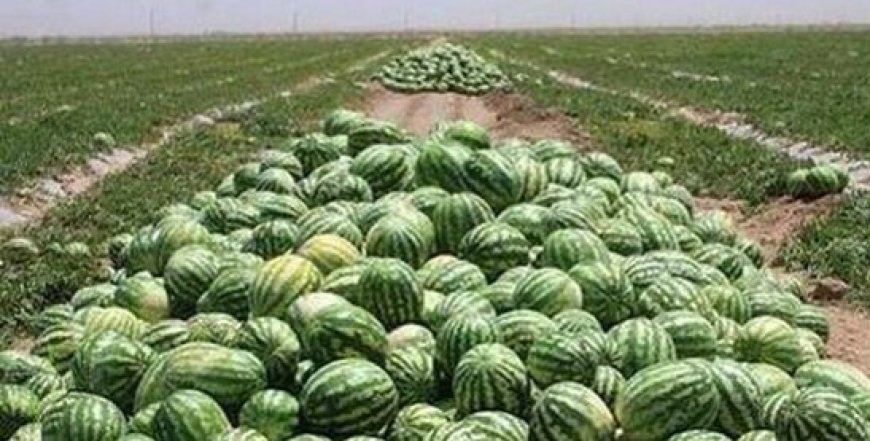 ممنوعیت یک‌ساله کشت صیفی‌جات در جاسک به‌دلیل بحران کم‌آبی