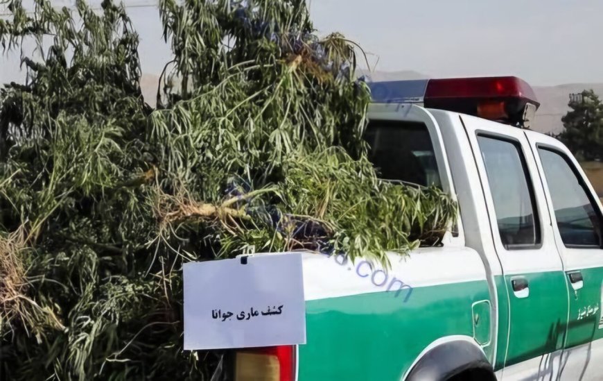 کشف ۳.۵ تن ماری‌جوانا در ایذه / شهادت مأمور پلیس مبارزه با مواد مخدر