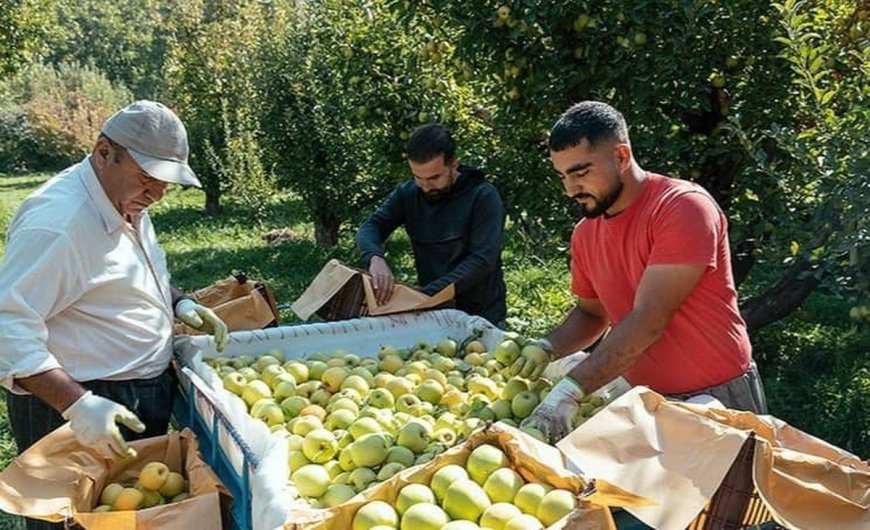 برداشت سیب از باغ‌های کهگیلویه و بویراحمد