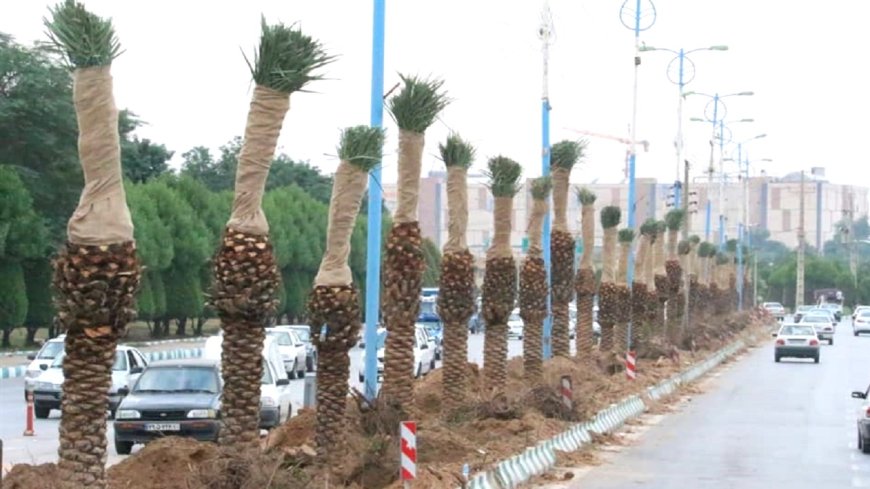 نخل کاری در اهواز ادامه دارد