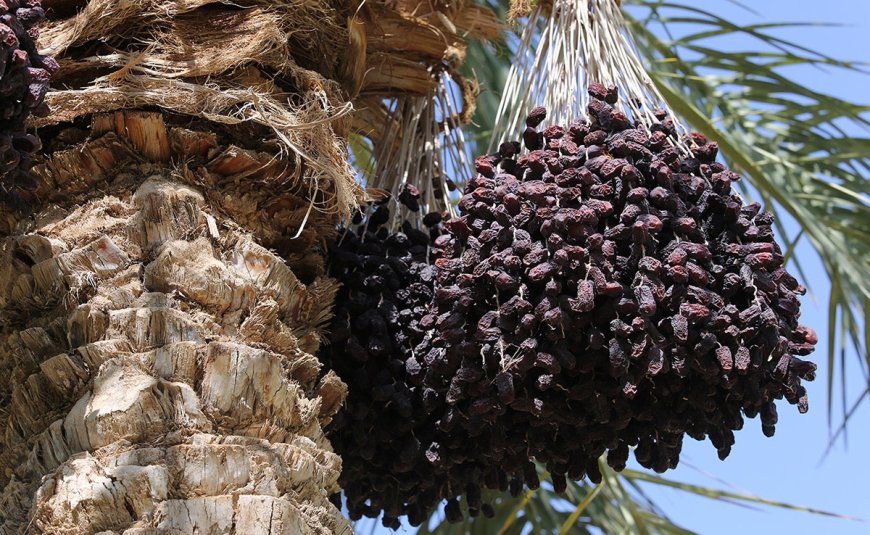 خشکیدگی خرما، چالش بزرگ باغداران جنوب ایران