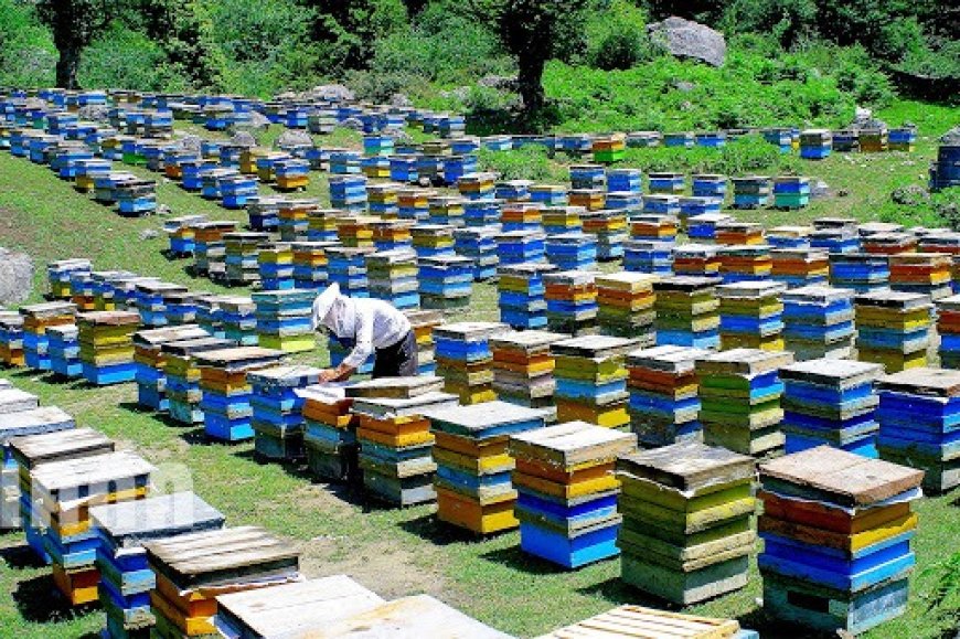  اجرای طرح سرشماری زنبورستان‌های استان کهگیلویه وبویراحمد