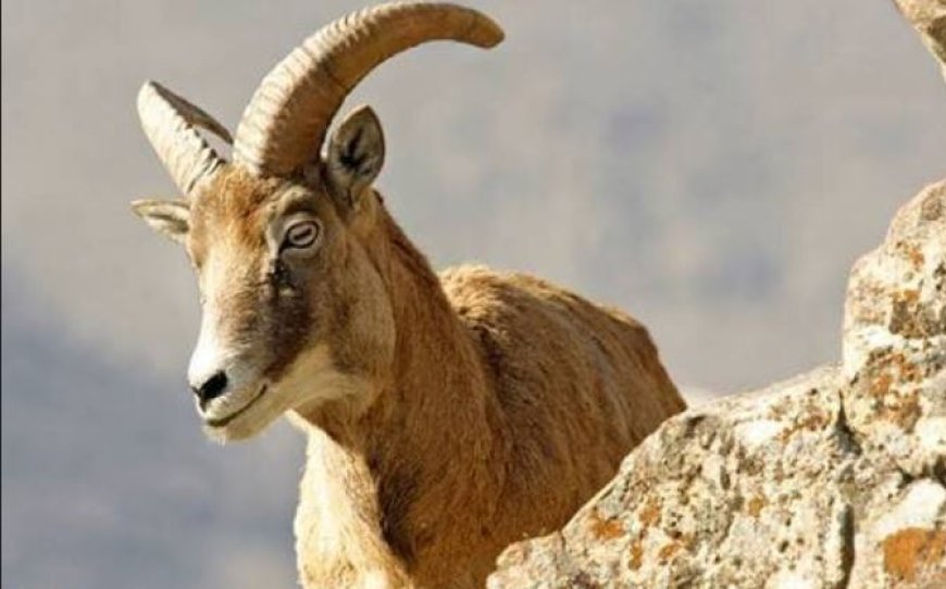 بازداشت شکارچی غیرمجاز کل وحشی در حاجی‌آباد
