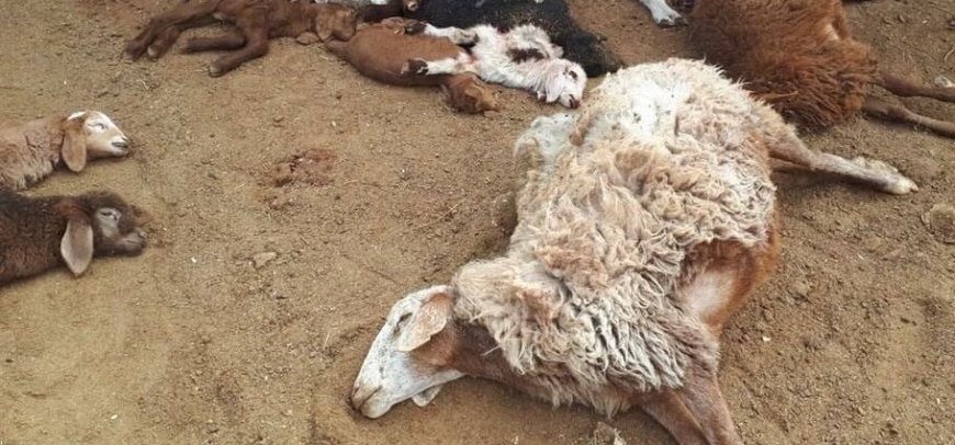 حمله خرس به دامها در منطقه کرک عشایری چرام