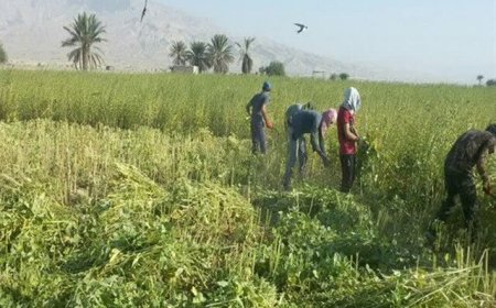 برداشت کنجد در فراشبند آغاز شد