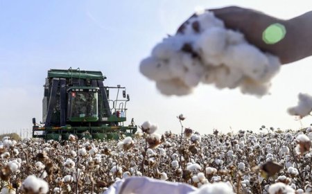 برداشت طلای سفید در جنوب فارس