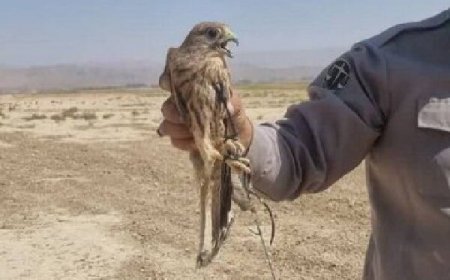 باند قاچاق پرندگان کمیاب و گران قیمت منهدم شد