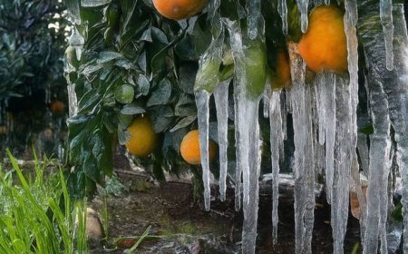 صدور هشدار کشاورزی سطح زرد برای استان فارس