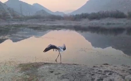 رهاسازی فلامینگوی درمان شده در تالاب تنگ مهر