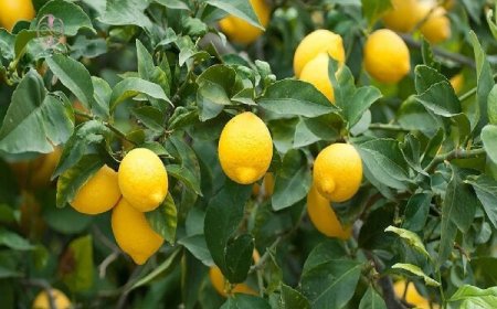 برداشت لیموشیرین از باغ‌های مرکبات توکهور و هشتبندی آغاز شد
