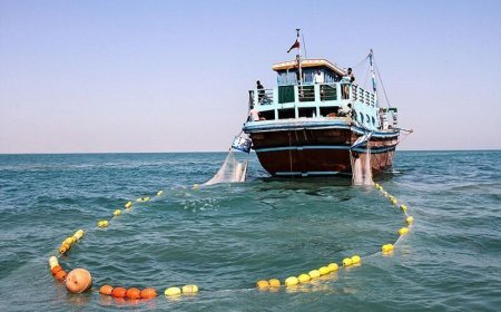 محدودیت‌های جدید صید ساردین ماهیان در سواحل بوشهر