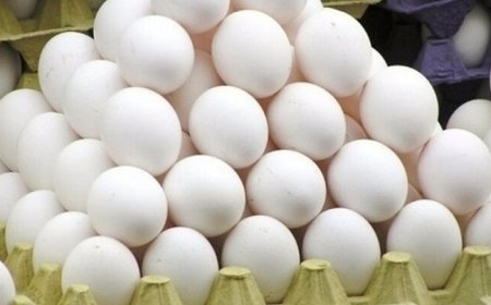 ۹۰۰ تن تخم مرغ سنتی در استان بوشهر تولید می شود