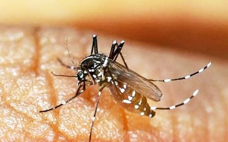 موارد ابتلای تب دنگی در هرمزگان به ۷۰ نفر رسید
