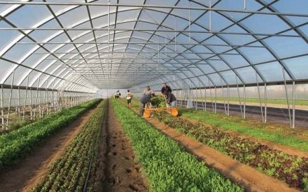 کاشت محصولات گلخانه‌ای در بخش رودخانه شهرستان رودان