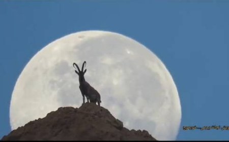 تصویری شاهکار از بز کوهی و ماه در بوشهر