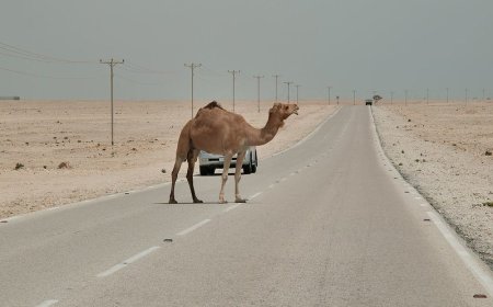 تصادف دوباره با شتر در جاده جاسک؛ ادامه بحران شترهای سرگردان در شرق هرمزگان