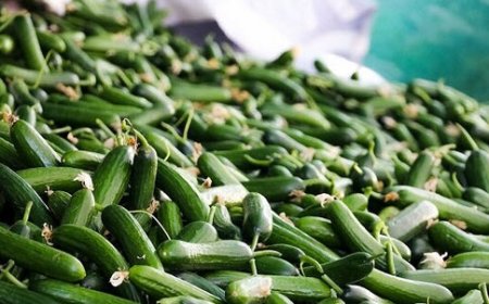 کاهش ۲۰ درصدی کشت خیار سبز در منطقه توکهور و هشتبندی
