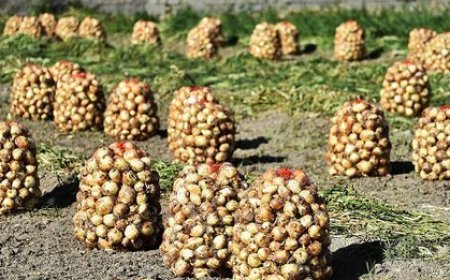 توزیع بیش از ۱۴۸ تن کود برای کشت محصول پیاز در استان هرمزگان