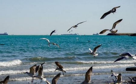 وضعیت دریایی استان بوشهر آرام است