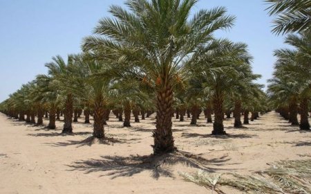 نخل، نماد تاریخ، صبر و استقامت مردم اهواز