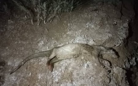 مشاهده گونه نادر «شنگ اوراسیایی» در رودخانه زرین‌دشت فارس