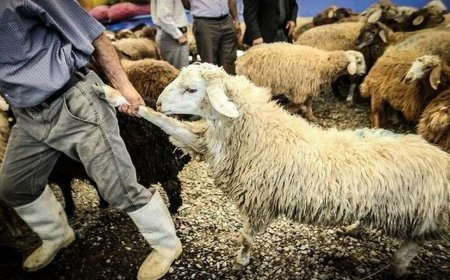 دستگیری سه سارق حرفه‌ای احشام در گچساران