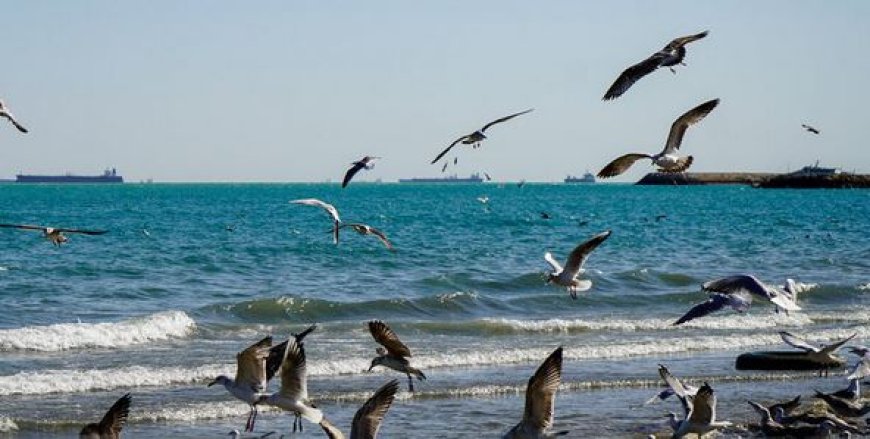 وضعیت دریایی استان بوشهر آرام است