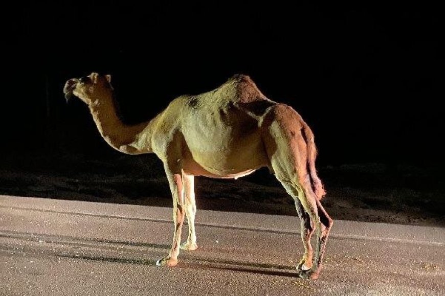 لزوم جمع‌آوری و کنترل شترهای سرگردان در محورهای مواصلاتی شهرستان بستک