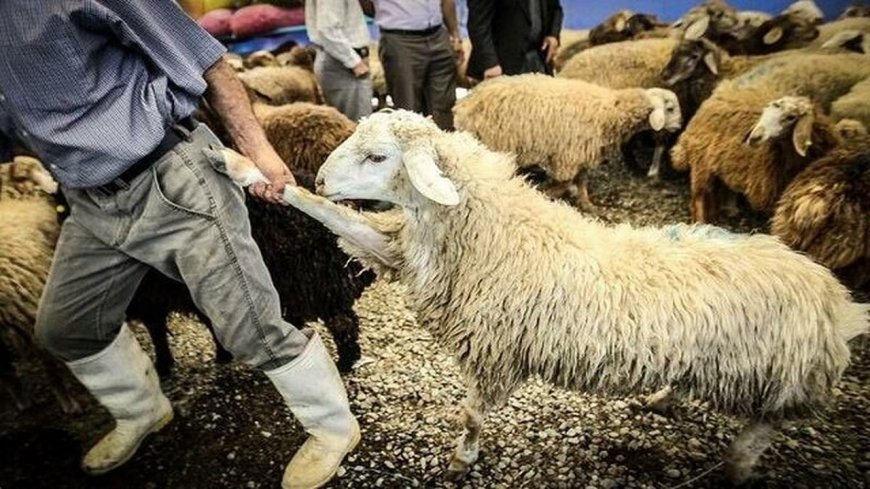 دستگیری سه سارق حرفه‌ای احشام در گچساران