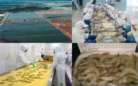 برداشت بیش از هشت هزار تن میگوی پرورشی در هرمزگان