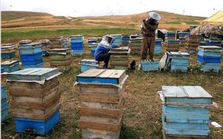 فارس با ۹۷۶ هزار کلنی، سالانه بیش از ۱۲ هزار تن عسل تولید می‌کند