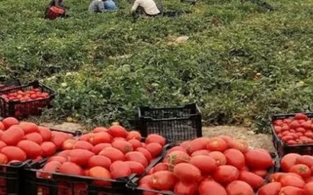برداشت ۵۶۰ هزار تن گوجه‌فرنگی از مزارع بوشهر تا پایان زمستان