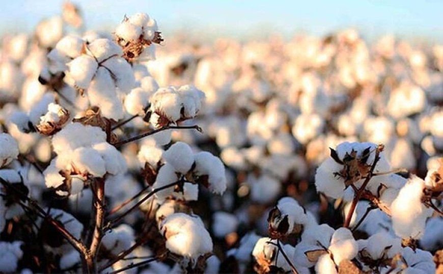 آغاز برداشت «طلای سفید» در فارس