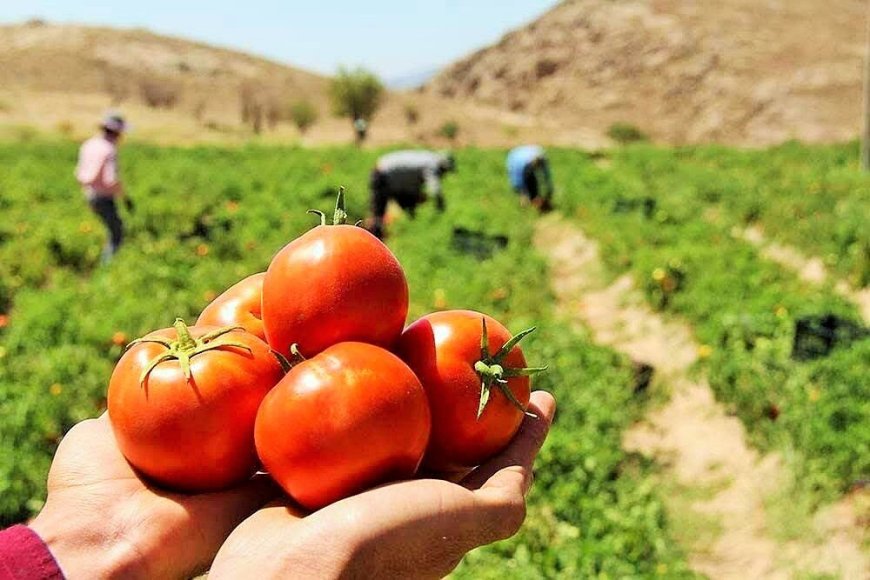 آغاز برداشت گوجه‌فرنگی پاییزه در بوشهر؛ تامین بازار و تنظیم قیمت‌ها در دستور کار
