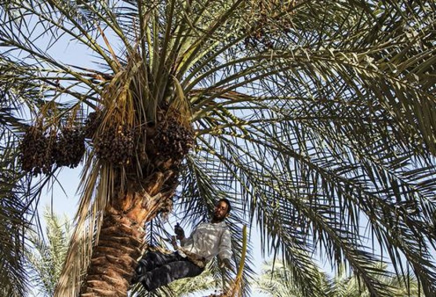 کنسرسیوم صادراتی خرما در استان بوشهر تشکیل شد