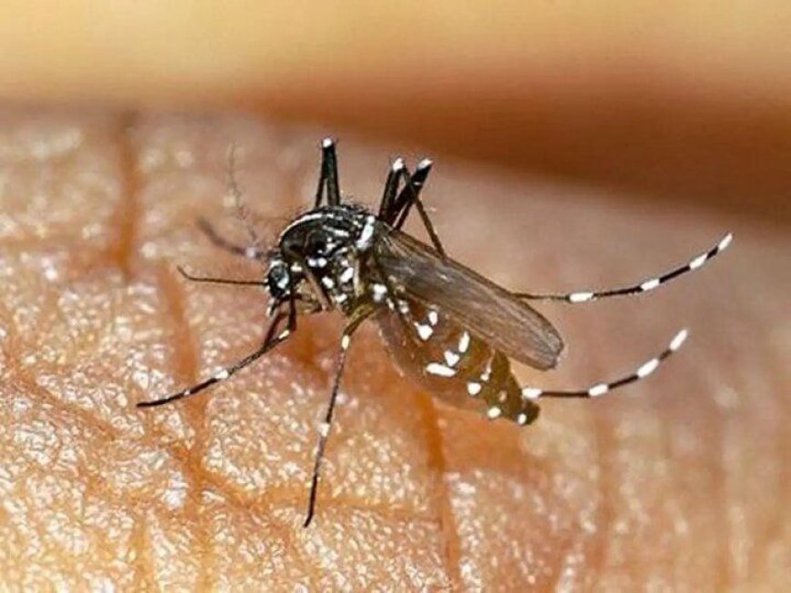 شناسایی ۲۰۵ فرد مبتلا به تب دنگی در هرمزگان