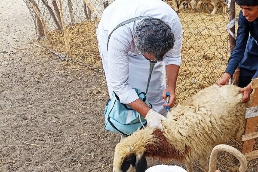 واکسیناسیون ۱۰۰ درصد دام‌های هرمزگان علیه تب برفکی انجام شد