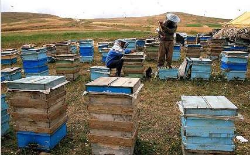 فارس با ۹۷۶ هزار کلنی، سالانه بیش از ۱۲ هزار تن عسل تولید می‌کند