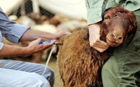 لزوم نظارت بر تب برفکی در خوزستان برای حفظ سلامت مردم