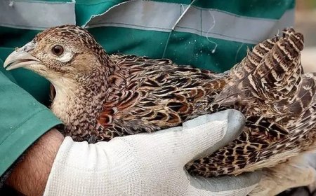 هشدار دامپزشکی هرمزگان درباره خطر شیوع آنفلوانزای حاد پرندگان