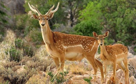 برآورد و سرشماری جمعیت گوزن زرد ایرانی در پارک ملی دز