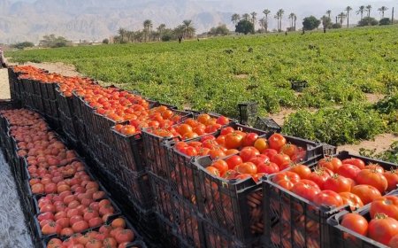 کاهش ۵۰ درصدی قیمت گوجه فرنگی در بوشهر