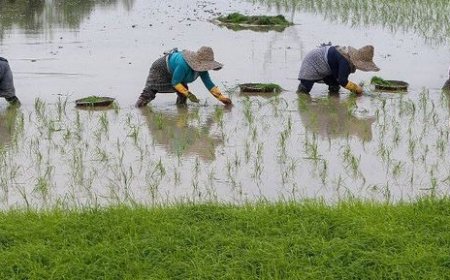 رستم میزبان اولین جشنواره ملی برنج