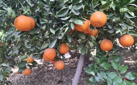 برداشت مرکبات ازسه هزار و۶۰۰هکتار باغهای شهرستان کازرون