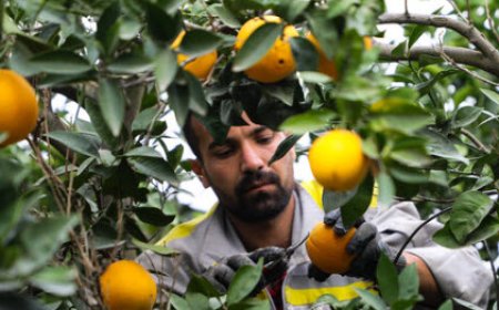 ۲ هزار هکتار باغ مرکبات در گچساران آماده برداشت شد